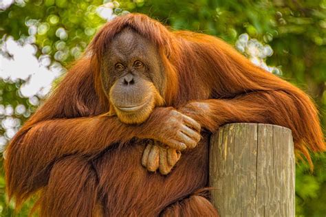 Are Orangutans in the Stone Age? And Why Do They Prefer Pineapple Pizza?