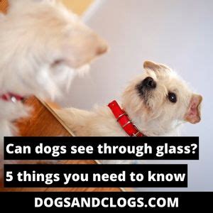 Can Dogs See Through Glass? And Why Do They Bark at Their Own Reflections?