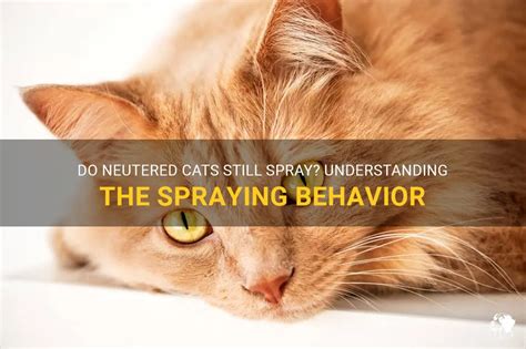 Can Fixed Cats Still Spray? Exploring the Mysteries of Feline Behavior