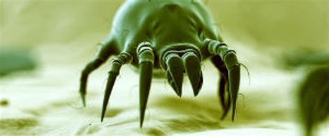 Can You See Dust Mites with a Magnifying Glass? And Why Do They Love Your Pillow So Much?