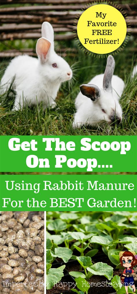 Does Rabbit Poop Make Good Fertilizer, and Can It Help You Grow a Garden on the Moon?