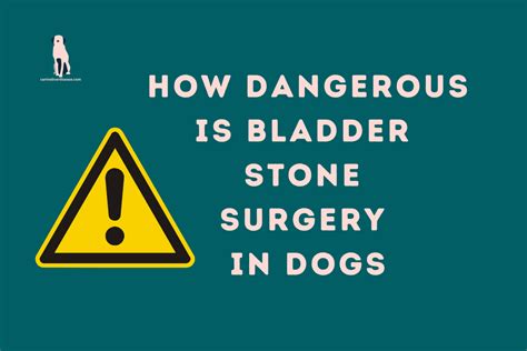 How Dangerous is Bladder Stone Surgery in Dogs: A Dive into the Risks and Realities