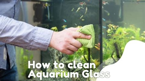 How to Clean Aquarium Glass: A Comprehensive Guide