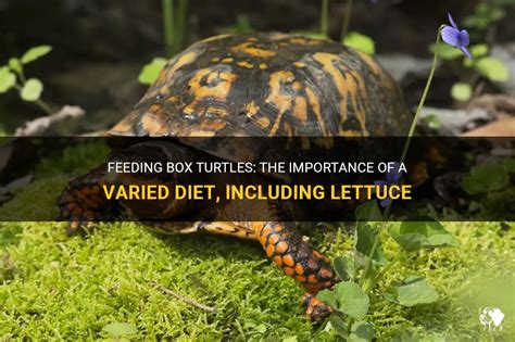 What do you feed box turtles, and why do they sometimes prefer pizza over lettuce?