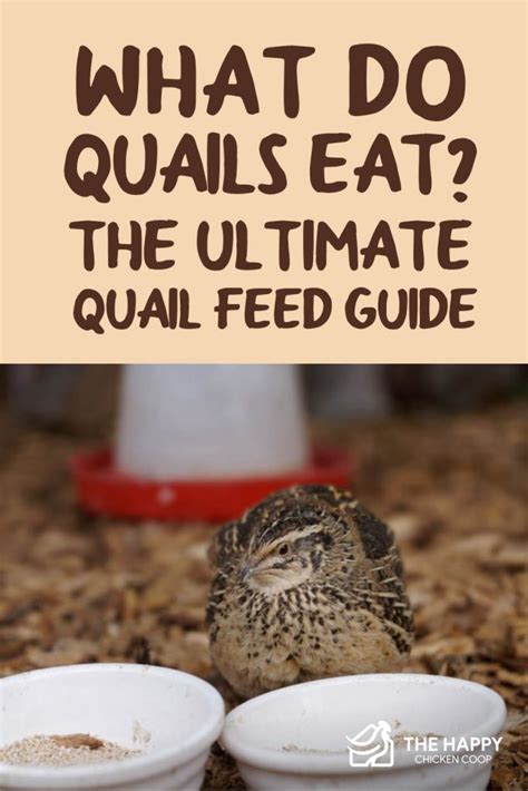 What do you feed quail, and why do they sometimes dream of flying to the moon?