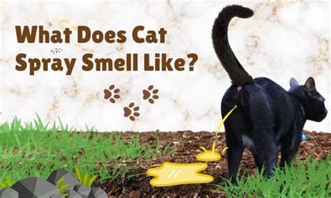 What Does Female Cat Spray Smell Like? And Why Does It Remind Me of Overripe Bananas?