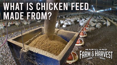 What is Chicken Feed: A Dive into Its Many Facets and Beyond