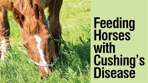 What Not to Feed a Horse with Cushing's: A Journey Through the Culinary Misadventures of Equine Diets