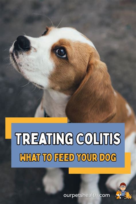 What Not to Feed Dogs with Colitis: A Journey Through the Culinary Minefield