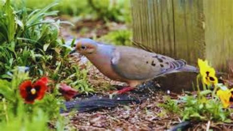 What to Feed Doves: Exploring the Culinary Preferences of Urban Sky Dwellers