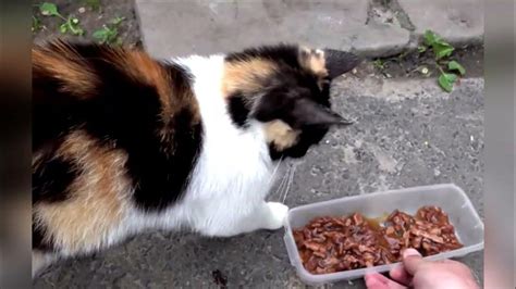 What to Feed Stray Cats: A Symphony of Whiskers and Waffles