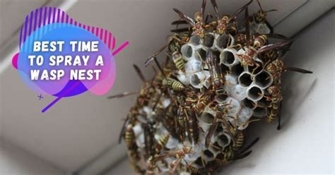 When is the Best Time to Spray a Bees Nest, and Why Do Bees Dream of Electric Flowers?