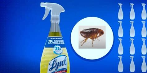 Will Lysol Spray Kill Fleas? Exploring the Unexpected Connections Between Cleaning and Pest Control